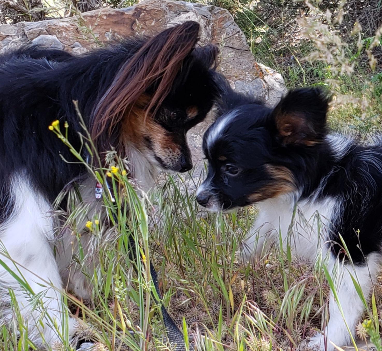 Penny Willow Papillons in Utah Papillon puppies Good Dog