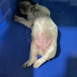 English Springer Spaniel Puppies from Juanita’s Springers