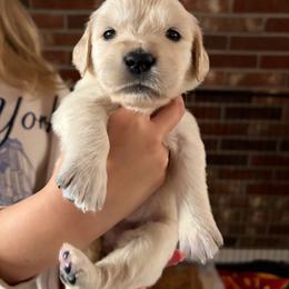 Hope (Lime Green) - Light golden female Golden Retriever puppy in Jacksonville, Florida from River City Golden Retrievers