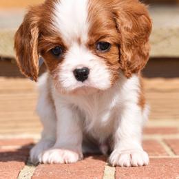 Teddy - Blenheim male Cavalier King Charles Spaniel puppy in Greensboro, North Carolina from Hyde Park Cavaliers