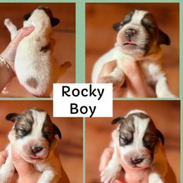 Rocky - White and badger male Great Pyrenees puppy in Paw Paw, Michigan from Mulberry Meadow Farms