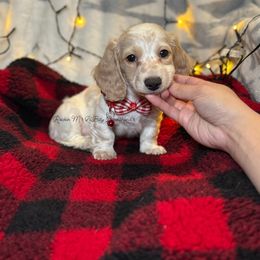 Stefan - Cream male Dachshund puppy in Ceres, California from Rockin' M’s LilBitty Dachshunds (LBD)