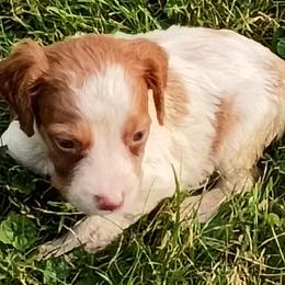 Boy 3 - White and orange male Brittany puppy in Mishawaka, Michigan from Riverbend Brittanys