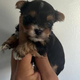Traditional boy - Black and tan male Yorkshire Terrier puppy in Kissimmee, Florida from M&R Yorkies