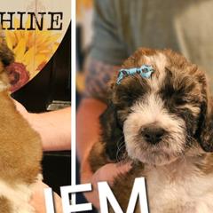Jem - Saint Berdoodle puppy from Doodles by Starlight