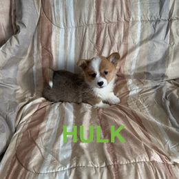 Hulk - White and red male Pembroke Welsh Corgi puppy in Sherwood, Michigan from Patrick's Puppies