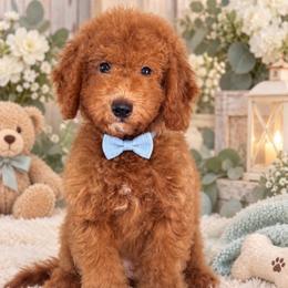 Fluffy - Red  male Goldendoodle puppy in Yuciapa, California from AlltheDoodlez_
