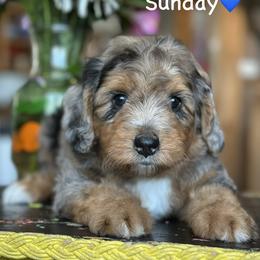Sunday - Blue merle male Aussiedoodle puppy in Lancaster, Minnesota from Finney Ranch