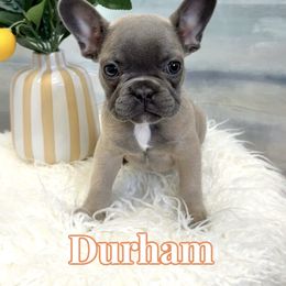 Durham - Fawn and white male French Bulldog puppy in Buford, Georgia from Petite Posh Puppies
