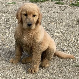 Golden Retriever Puppies from Sonador Golden Retrievers