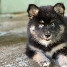 Pomskies from Gatorland Pomskies