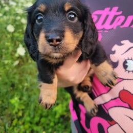 Nathalie - Black and tan female Dachshund puppy in Round Lake Beach, Illinois from Doxie Dynasty
