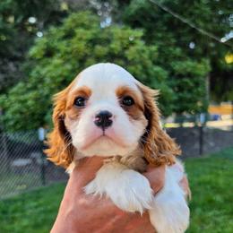 Christian - Blenheim male Cavalier King Charles Spaniel puppy in Bonney Lake, Washington from House of Happy Cavaliers