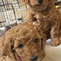 Poodles from Pepper Potts Puppies