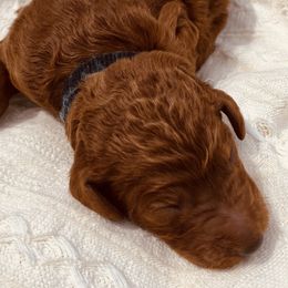 Black Collar - Red  Poodle puppy in Nicholasville, Kentucky from Lexington Poodle Company