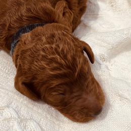 Black Collar - Red  Poodle puppy in Nicholasville, Kentucky from Lexington Poodle Company