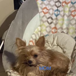 Bellie - Yorkshire Terrier