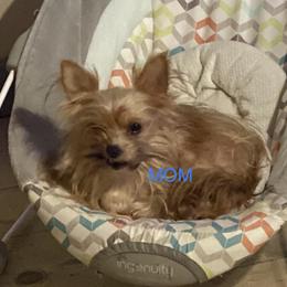 Bellie - Yorkshire Terrier