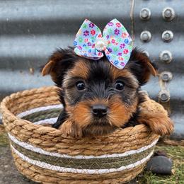 Ava - Blue and gold female Yorkshire Terrier puppy in Monticello, Iowa from Ashley’s Puppies