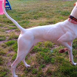 Pointer All Grown Up from WillowBrook Pointers