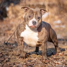 American Bully All Grown Up from Weight In Gold Kennels