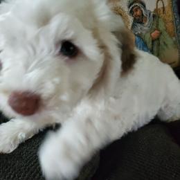 Lily - White female Sheepadoodle puppy in Bellevue, Iowa from Fluffy Wonders Poms and Doodles