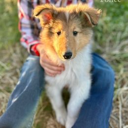 Toffee - Sable female Collie puppy in Waterville, Iowa from Lisa’s Lassies