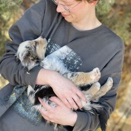 Australian Shepherd, Miniature American Shepherd, Miniature Australian Shepherd, and Toy Australian Shepherd Puppies from Painted Blue Aussies