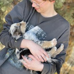 Australian Shepherd, Miniature American Shepherd, Miniature Australian Shepherd, and Toy Australian Shepherd Puppies from Painted Blue Aussies