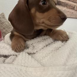Peace - Chocolate and tan female Dachshund puppy in Moreno Valley, California from DeLorenzo Dachshunds
