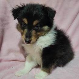 Female 2 - Black white and tan female Shetland Sheepdog puppy in Hobbs, New Mexico from Kailyn Shelties