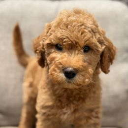 Girl 2 - Apricot female Goldendoodle puppy in Norman, Oklahoma from Wilson Family Doodles LLC