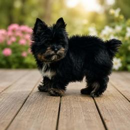 ROYCE - Yorkshire Terrier