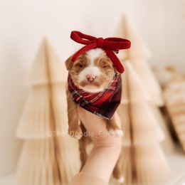 Moody - RL Christmas - Red  female Goldendoodle puppy in Syracuse, Indiana from The Doodle Cove