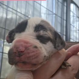 Light Pink Collar Girl - Harlequin female Great Dane puppy in Longview, Texas from Lazy A Danes