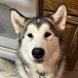 Rio - Gray and white Alaskan Malamute puppy in Mount Morris, Michigan from Knightmute-Nikos Malamutes