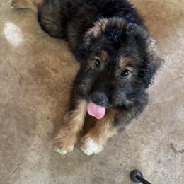 Australian Shepherd and Cavapoo Puppies from Dubose Kennels