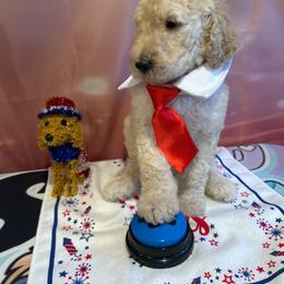 Boston - Cream male Poodle puppy in Mobile, Alabama from Semmy’s Standard Poodle LLC