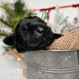 Kringle - Black male Labrador Retriever puppy in Carthage, North Carolina from Wicked Pines Retrievers