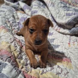 Meeko - Stag red male Miniature Pinscher puppy in Grove, Oklahoma from K&J's Min Pins Of Grand Lake