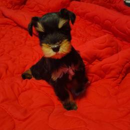 Calcifer - Black and silver male Miniature Schnauzer puppy in Florida from Central Florida Schnauzers
