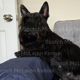 Bella - Scottish Terrier