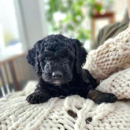 Ganges - Phantom male Bernedoodle puppy in Marshall, Michigan from Whispering Aspen Homestead