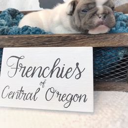 French Bulldog Puppies from Frenchies Of Central Oregon