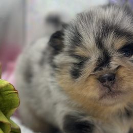 Pomeranians from Belt Fed Kennels