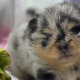 Pomeranians from Belt Fed Kennels