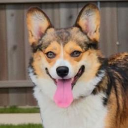 Zoe - Pembroke Welsh Corgi