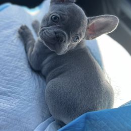 French Bulldog Puppies from LCBMM