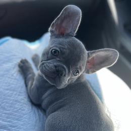 French Bulldog Puppies from LCBMM
