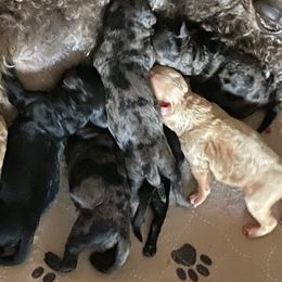 Male 3 - Black male Goldendoodle puppy in Greenville, South Carolina from Law Doodles of SC